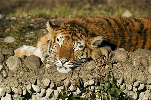 睡觉,年轻,西伯利亚,虎,东北虎