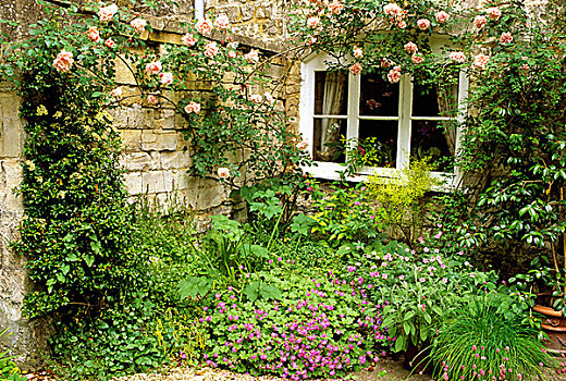 粉色,上方,乡村风格,窗户,种植,天竺葵,仰视