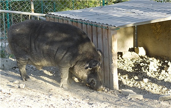 野猪,动物园