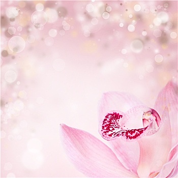 粉色,兰花,背景