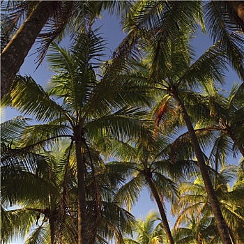 棕榈树,哥斯达黎加