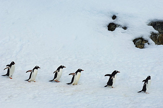 南极,南极半岛,岛屿,巴布亚企鹅,走,上方,雪