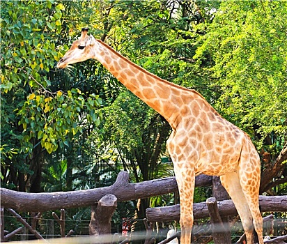 长颈鹿,站立,动物园