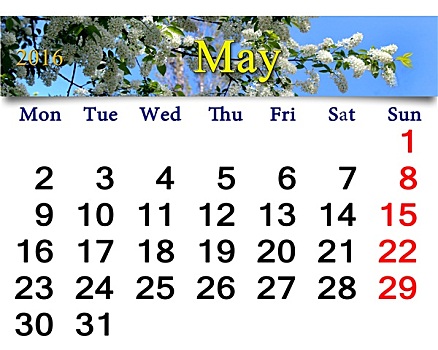 日程,五月,图像,鸟,樱桃树
