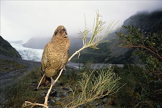 食肉鹦鹉,啄羊鹦鹉,栖息,福克斯冰川,西区国家公园,新西兰