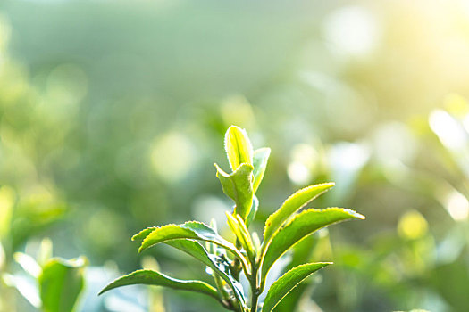 西湖龙井茶叶