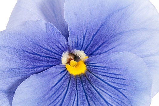一朵花,蓝色,花园,三色堇,白色背景,背景,特写