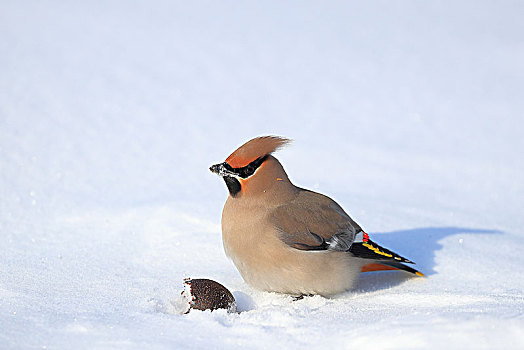 雪地里的太平鸟