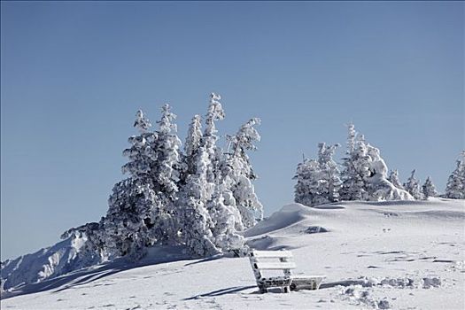 积雪,云杉,长椅,山,靠近,加米施帕藤基兴,陆地,上巴伐利亚,巴伐利亚,德国