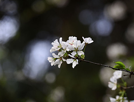 樱花