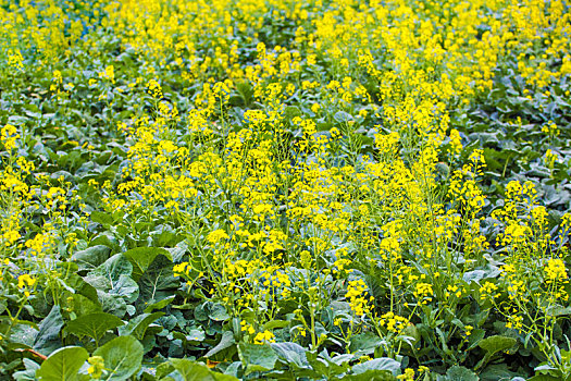 春天,油菜花