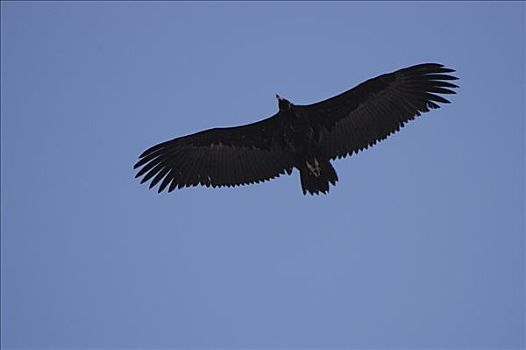 黑美洲鹫,远东,俄罗斯
