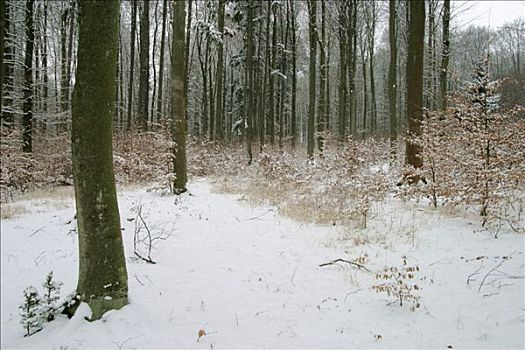 雪,冬天,树林,山毛榉树