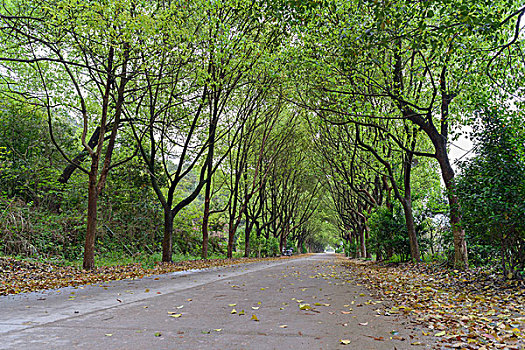 林荫路