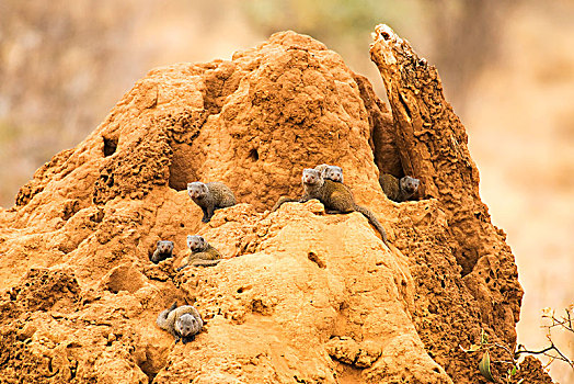 群,矮小,猫鼬,蚁丘,萨布鲁国家公园,肯尼亚