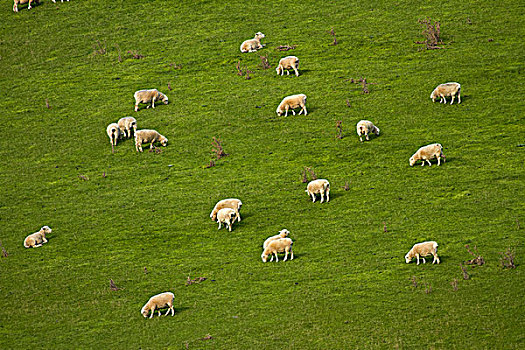 绵羊,农田,靠近,奥塔哥,南岛,新西兰
