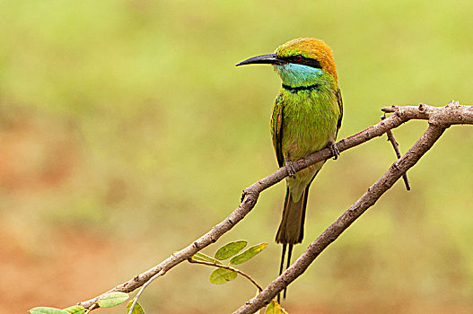 小,绿色,食蜂鸟,国家公园,斯里兰卡,亚洲