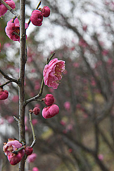 2017年2月1日,江苏省仪征市东园湿地公园内红梅盛开,俏迎鸡年春天