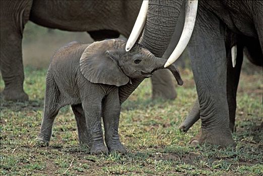 一个,钟点,老,大象,非洲象,安伯塞利国家公园,肯尼亚