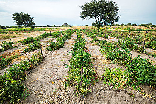 西红柿,小块土地,博茨瓦纳