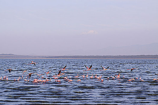 肯尼亚纳库鲁湖火烈鸟-飞翔
