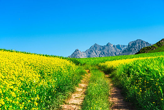 青海海北祁连县卓尔山景祁连山上的油菜花海