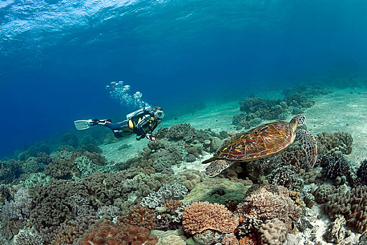潜水,绿海龟,龟类,珊瑚礁,宿务,菲律宾,亚洲