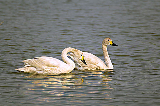 两只白色天鹅在湖中游泳
