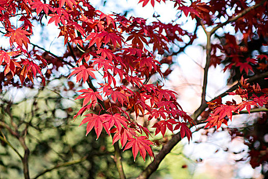 紅葉,楓葉,黃葉