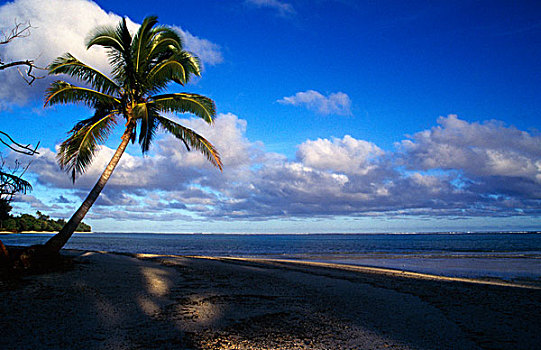 棕榈树,拉罗汤加岛,海滩,库克群岛