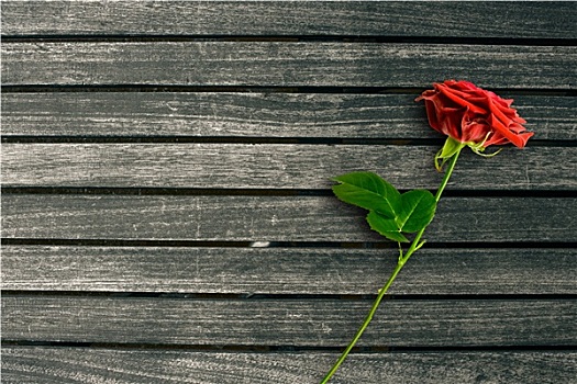 红玫瑰,暗色,木头,背景
