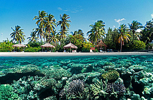 分开,图像,珊瑚,礁石,海滩,岛屿,阿里环礁,马尔代夫,印度洋,亚洲