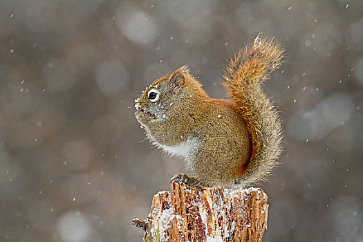 美洲,红松鼠,吃,冬天,阿尔冈金省立公园,安大略省,加拿大