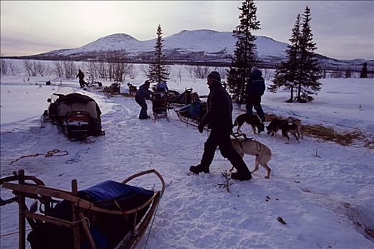狗队,早晨,雪,移动,狗,雪撬,前景