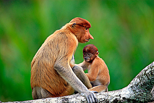 猴子,母兽,年轻,沙巴,婆罗洲,马来西亚,亚洲