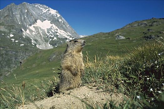阿尔卑斯山土拨鼠,旱獭,肖像,幼小,高山,栖息地,法国
