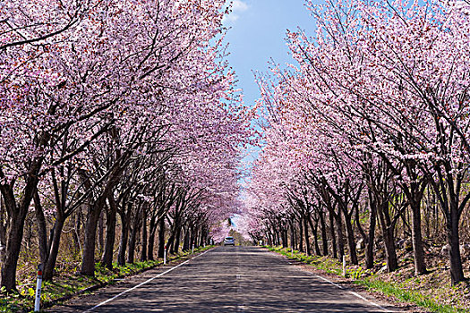 日本,山,樱桃树