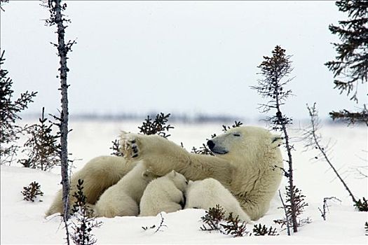 北极熊,三个,老,幼兽,哺乳,休息,母兽,白云杉,脆弱,瓦普斯克国家公园,曼尼托巴,加拿大