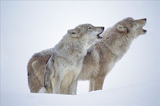 大灰狼,狼,一对,叫喊,雪中,北美