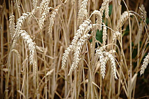 干燥,谷物,穗,小麦,地点