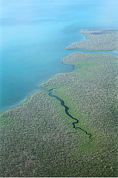 航拍,红树林,沼泽,大开曼岛,开曼群岛