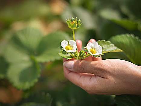 特写,拿着,草莓花,农场