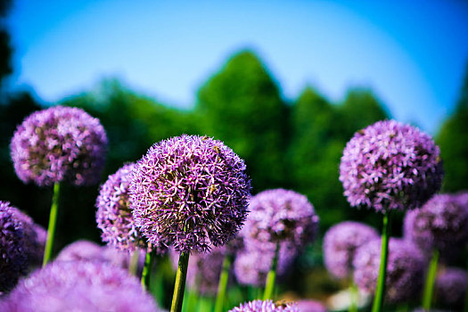 葱科,植物,花朵