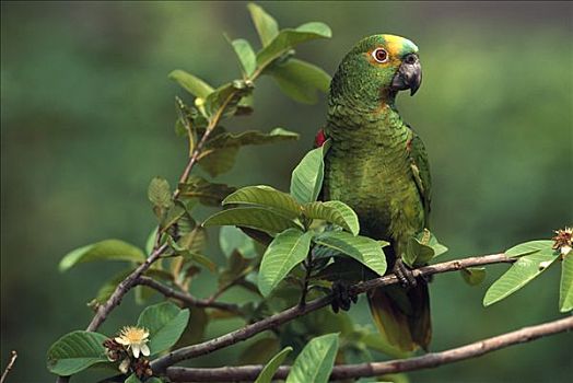 鹦鹉,栖息,树上,东北方,巴西