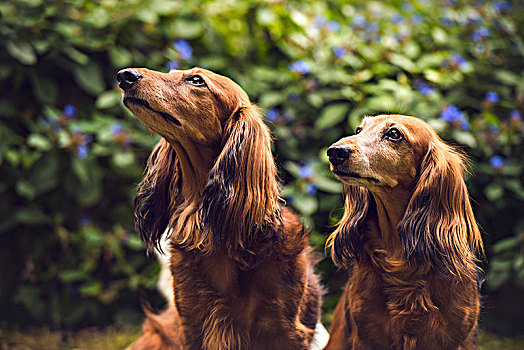 两个,长发,达克斯犬,家犬,坐,动物,瑞士,欧洲