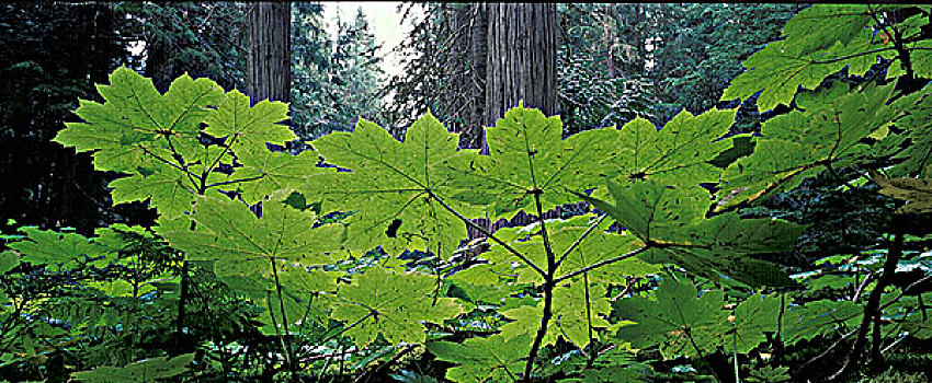 林下叶层,西部,罗布森山省立公园,不列颠哥伦比亚省,加拿大