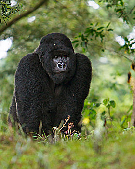 非洲,卢旺达,基戈马,山地大猩猩,大猩猩,3号,银背大猩猩,多,户外,水牛,墙壁