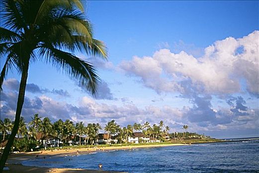 夏威夷,考艾岛,坡伊普,海滩,棕榈树,前景
