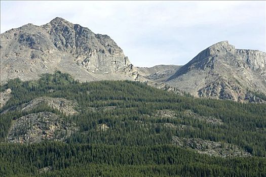 特里,狐狸,山,加拿大