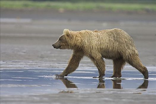 大灰熊,棕熊,幼小,走,潮汐,卡特麦国家公园,阿拉斯加